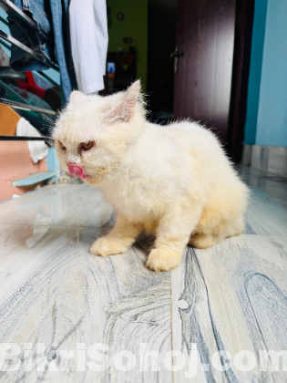Pure Persian cat